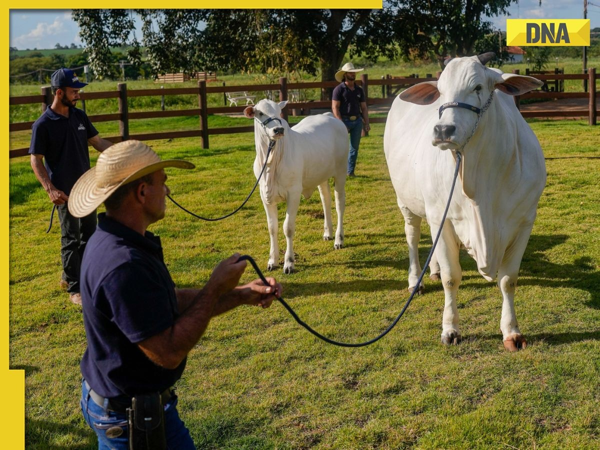 This is world's most expensive cow worth Rs 332000000, weighs 1100 kgs, it is found in...