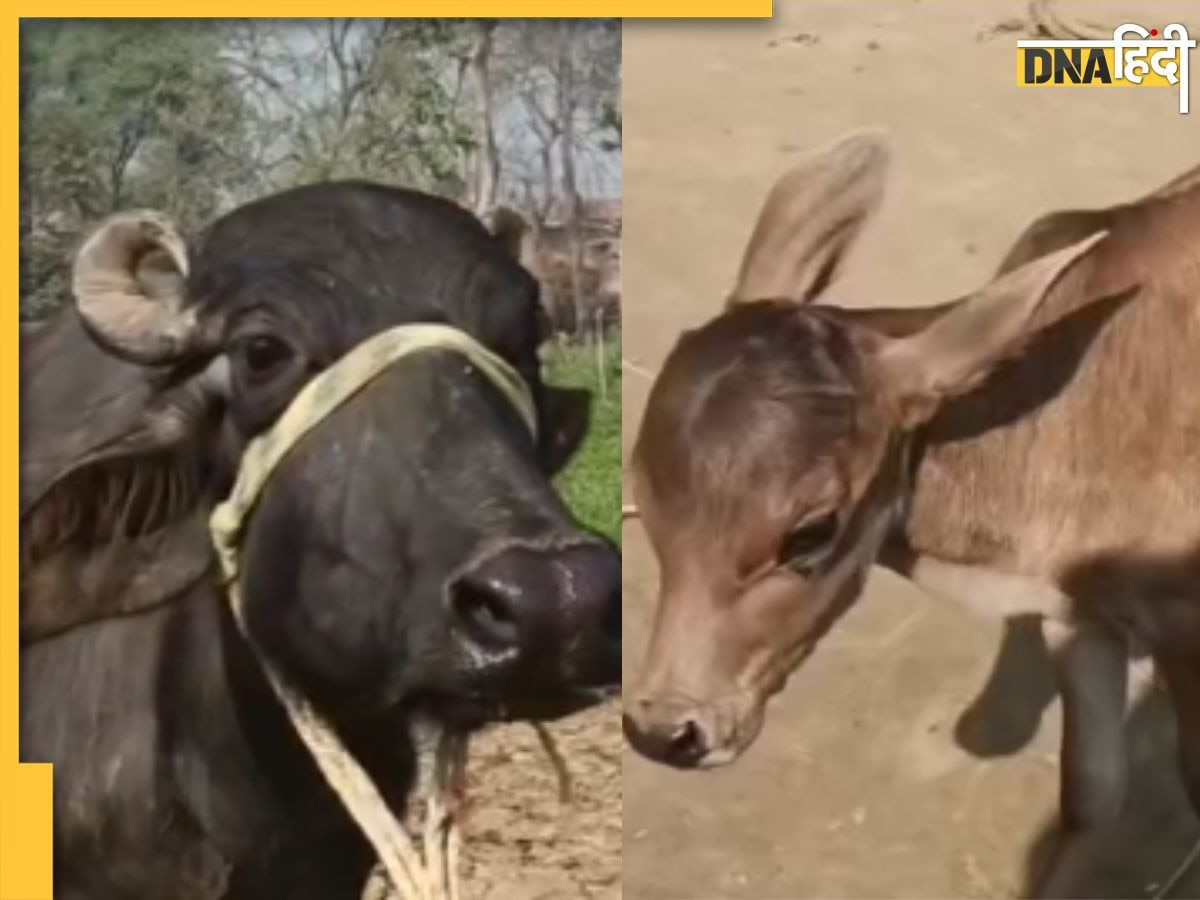 Viral News: भैंस ने दिया बछड़े को जन्म, कुदरत का करिश्मा देखकर पूरा गांव रह गया दंग