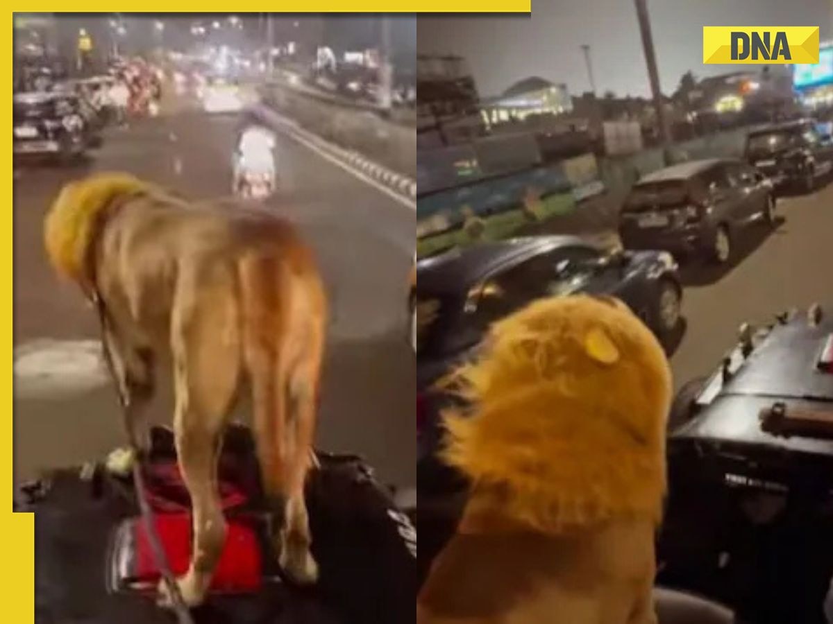 Viral video: Lion spotted on moving jeep? Here’s the truth