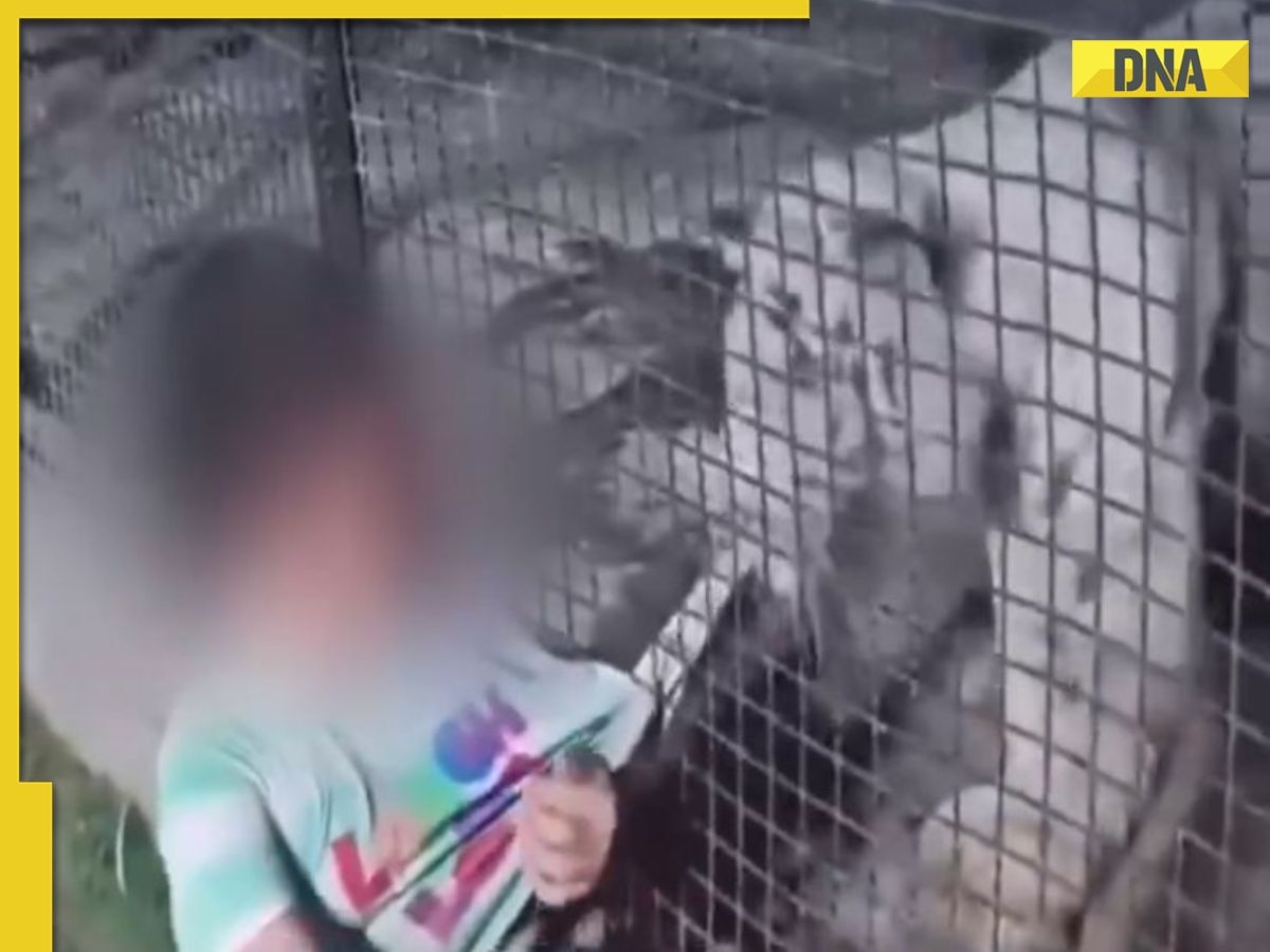 'Mummy daantegi...': Little boy screams as tiger pulls his shirt at zoo, WATCH viral video