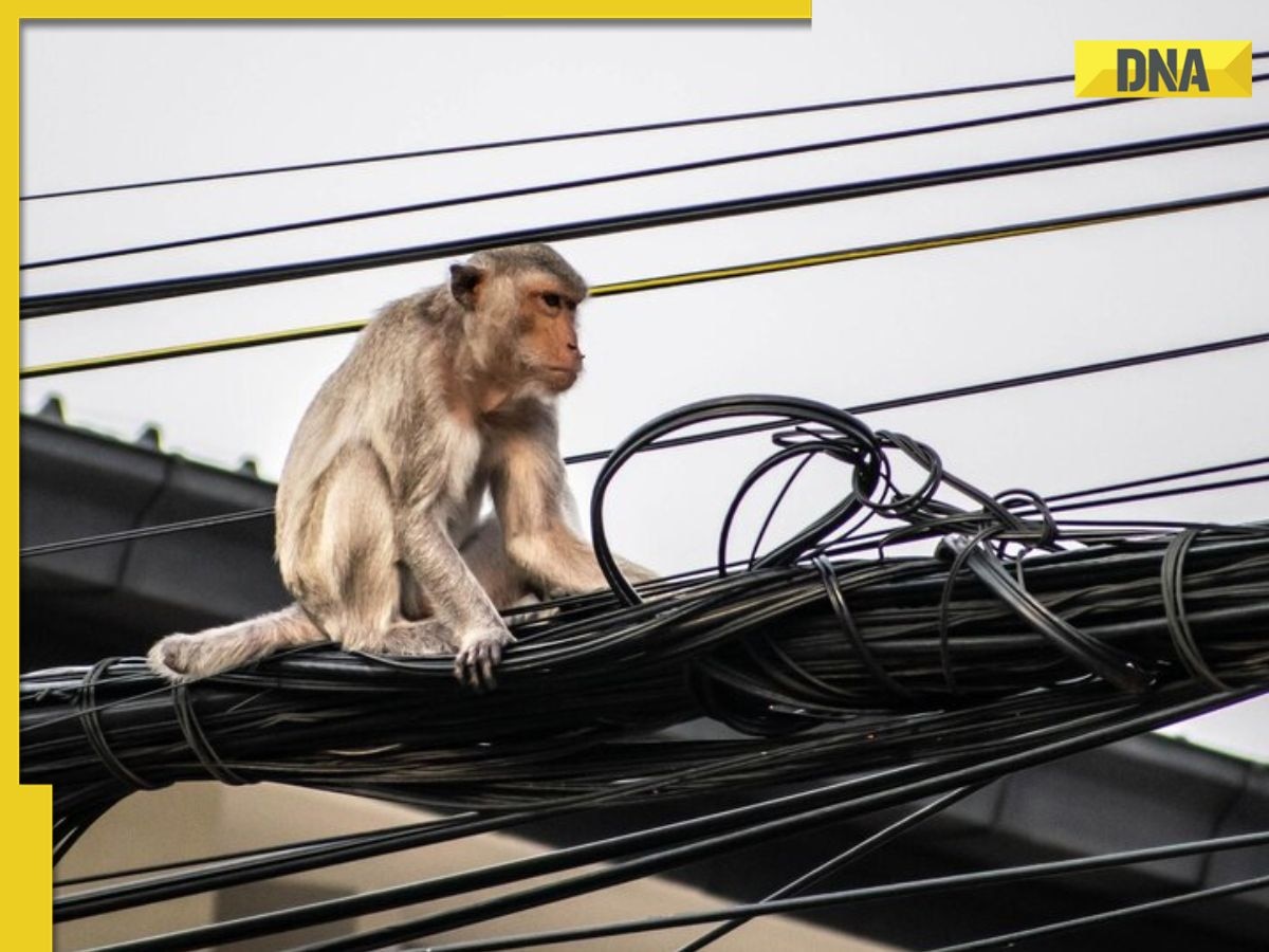 Sri Lanka suffers nationwide power outage due to monkey, know what exactly happened