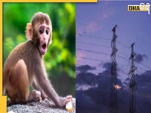 Sri Lanka News: बंदरों के आतंक से अंधेरे में डूब गया पूरा श्रीलंका, सरकार कर रही जनता से पानी बचाने की अपील