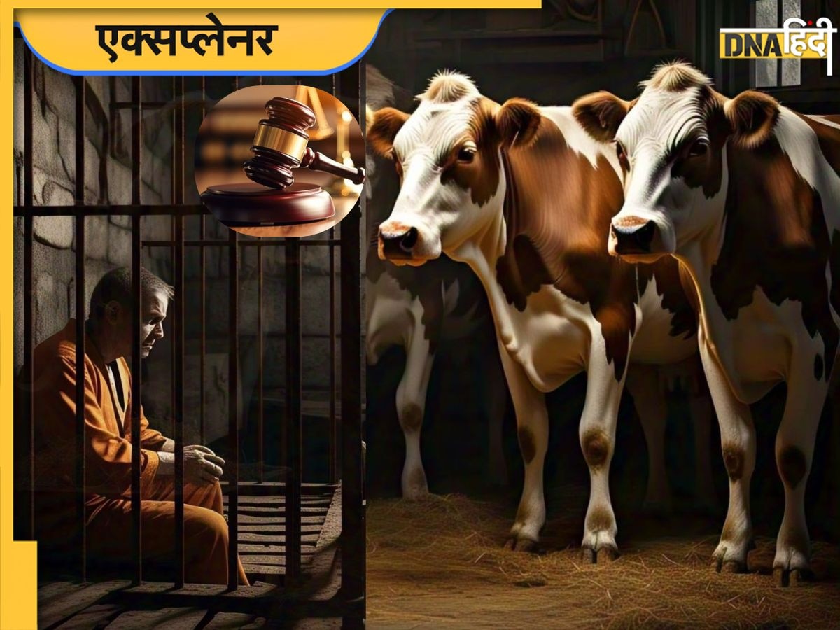 बीफ और बफ में क्या है अंतर, भारत में गोहत्या पर कब से बना सजा का प्रावधान?