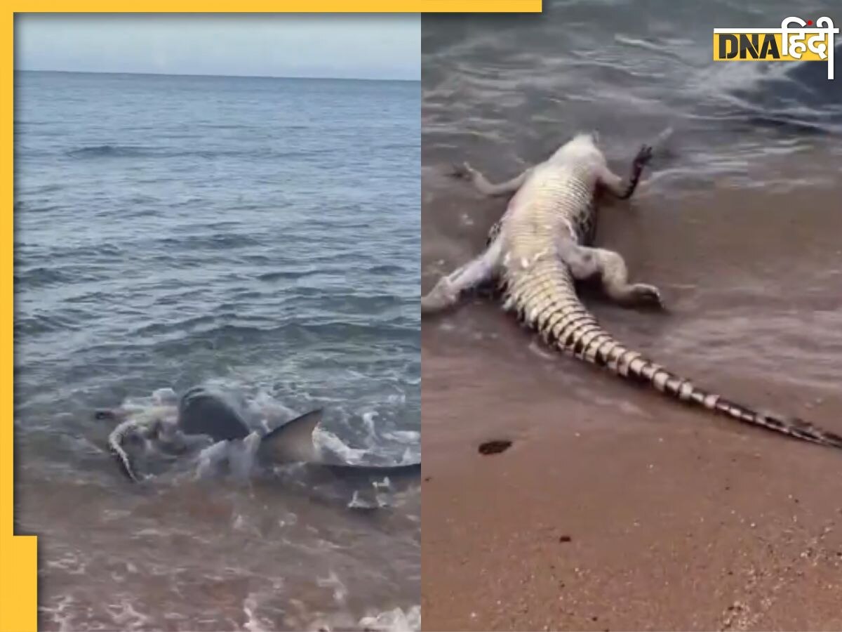 Viral: समुद्र के किनारे सो रहा था मगरमच्छ तभी आ गई शार्क, फिर दोनों के बीच जो हुआ वह कर देगा हैरान, देखें Video