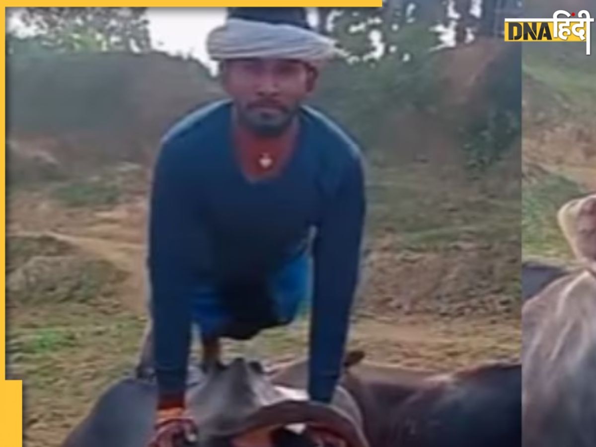 Viral: शख्स ने बॉडी बनाने के लिए भैंस के ऊपर चढ़कर लगाए पुश-अप्स, लोग बोले-अक्ल बड़ी या भैंस? देखें Video