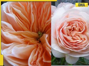 This Valentine's Day gift can be your most expensive ever, rose priced ...