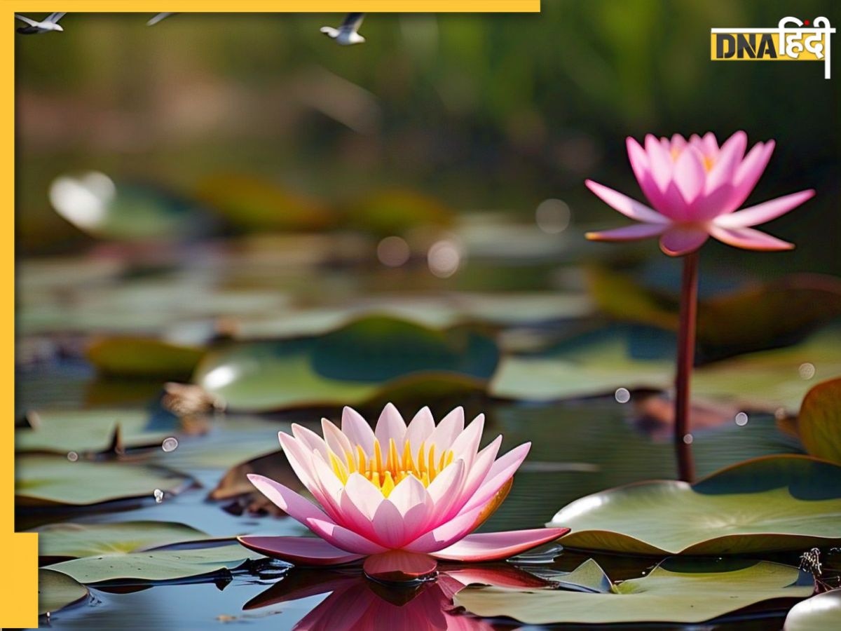 Lotus Facts: कमल का फूल कीचड़ में होने के बावजूद भी पूजा में क्यों प्रयोग किया जाता है?