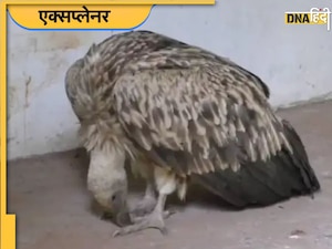 क्या होता है Himalayan Griffon, आसमान से गिरे विशालकाय पक्षी ने बाराबंकी में मचाया हड़कंप