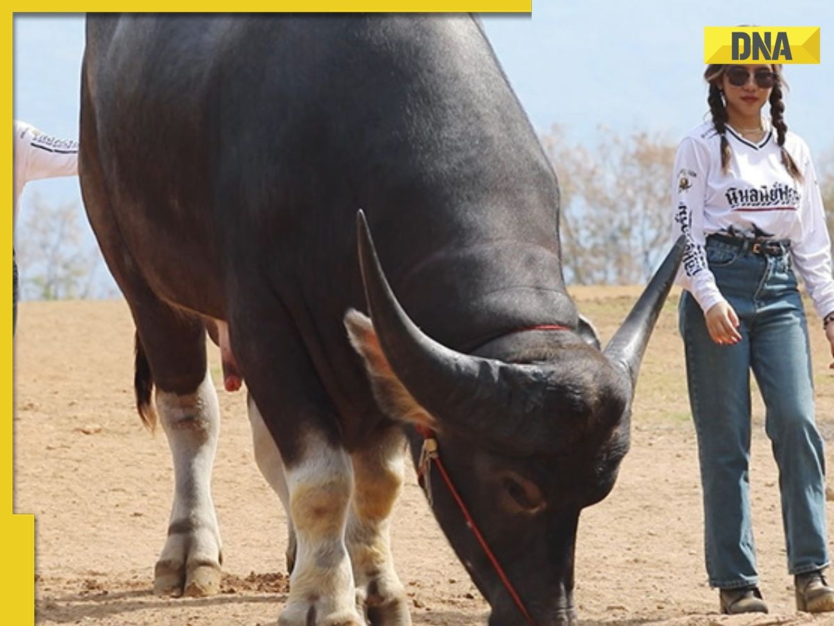 Meet world's tallest water buffalo which wakes up at 6 am, eats 35 kg of food every day, its nickname is...