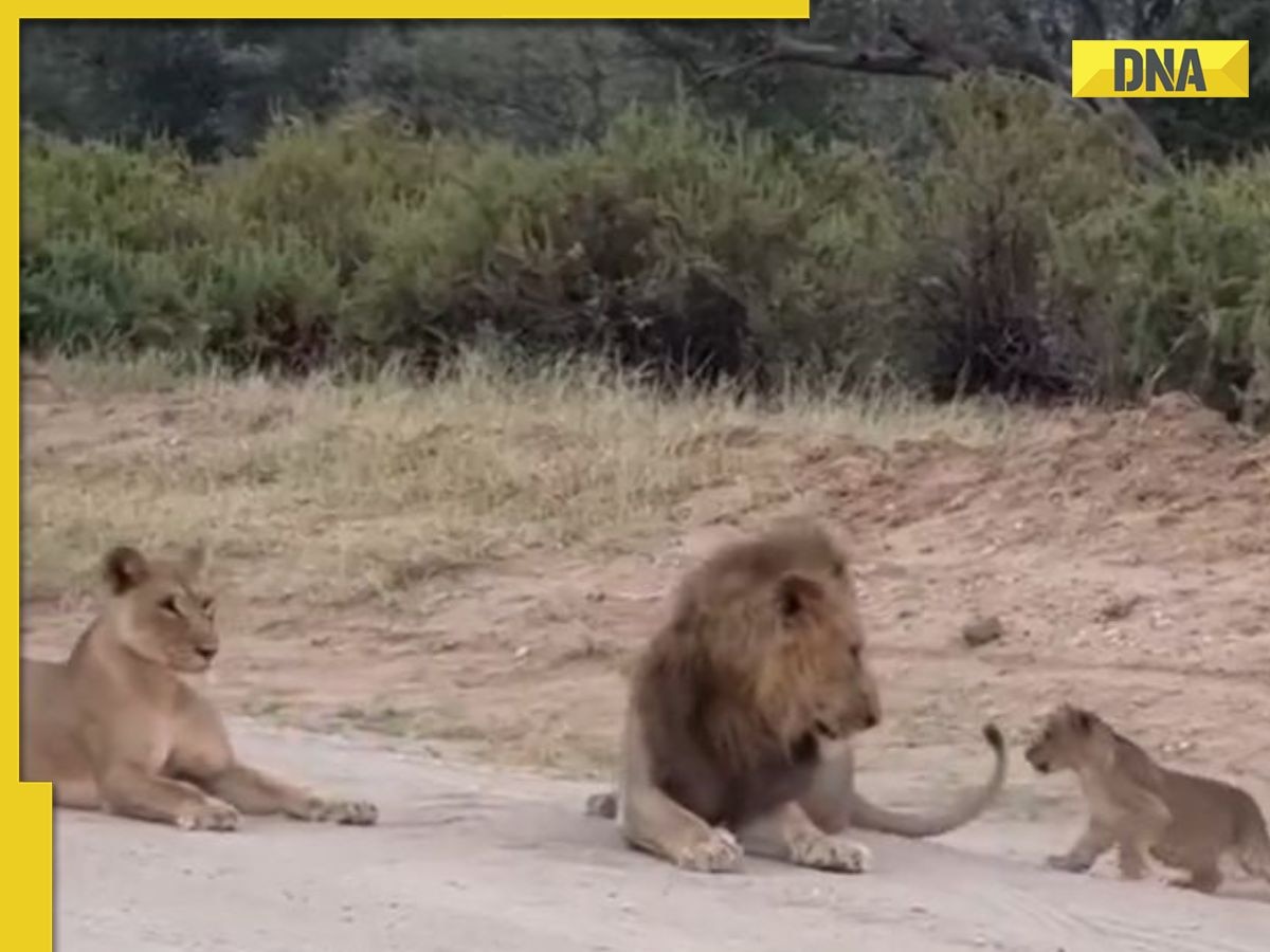 Viral video: Lion cub mischievously wakes up sleeping parents, internet amused; WATCH