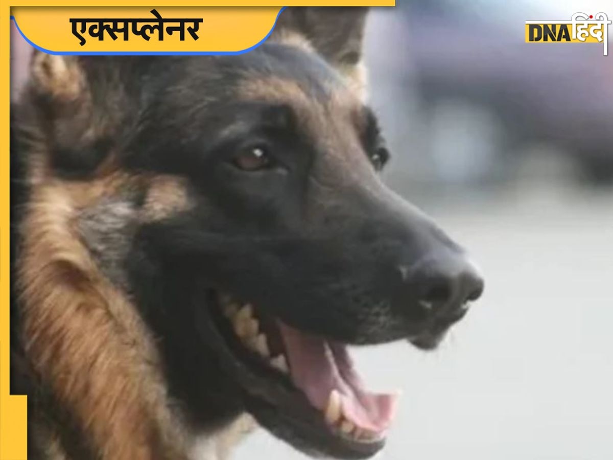 होली पर कुत्ते ने नोच-नोचकर मार डाली दादी, Doggy के वियोग में कलयुगी पोते ने छोड़ा खाना-पीना...