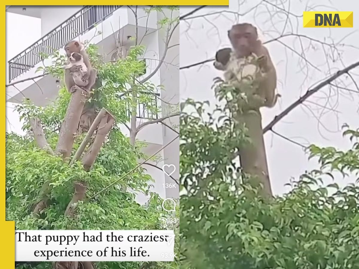Monkey rescues puppy from tree, netizens call it adorable, watch viral video