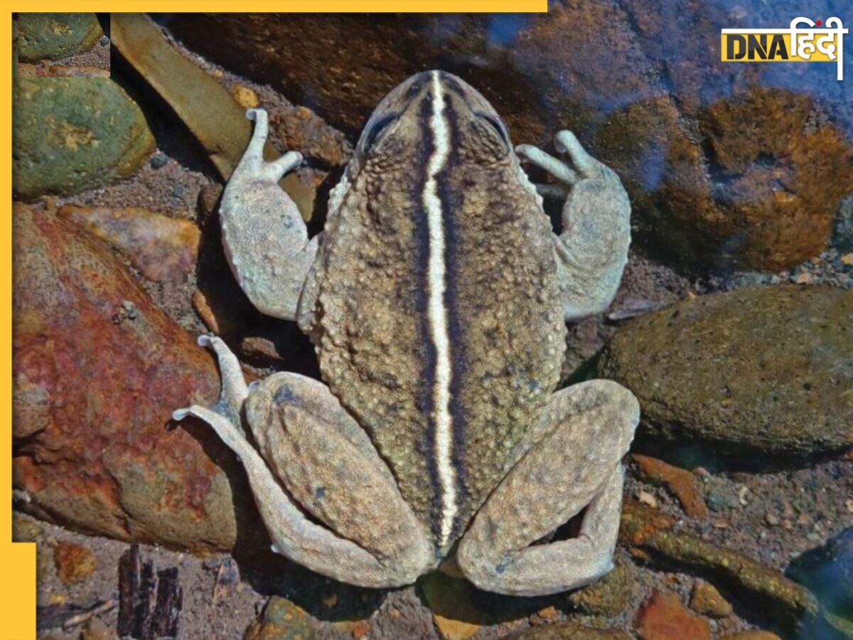 Elusive Rare Frog: चिली में 130 साल बाद फिर से मिला ये दुर्लभ और रहस्यमयी मेंढक, क्या है इसकी खासियत