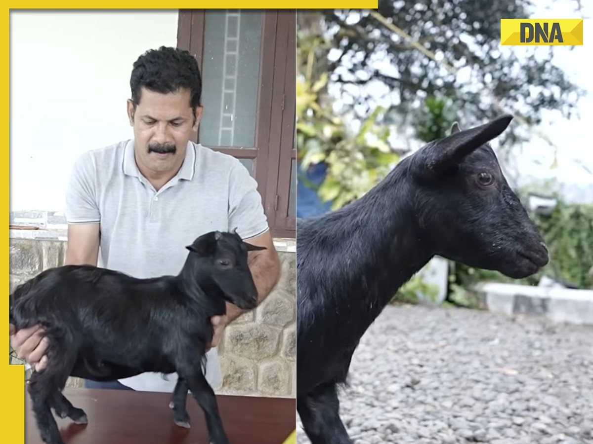 Meet Karumbi, Kerala farmer's 1.3 feet tall goat, now holds Guinness World Record for...