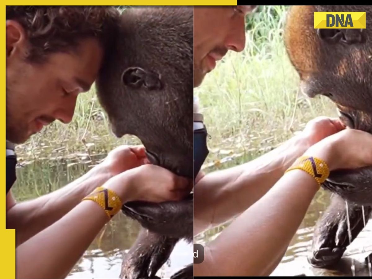 'Things like this...': Viral video of man helping thirsty Gorilla leaves internet emotional, WATCH