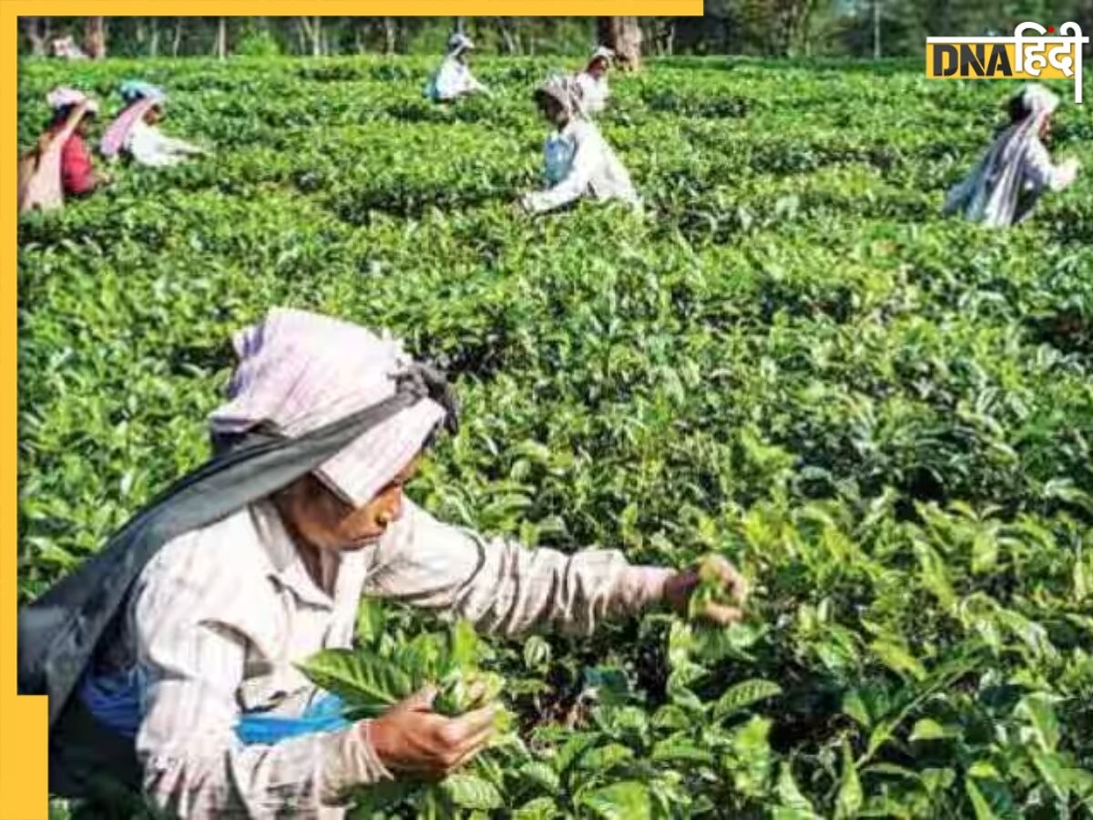 दुनिया का तीसरा सबसे बड़ा चाय निर्यातक देश बना भारत, एक साल में की 7111 करोड़ रुपये की कमाई