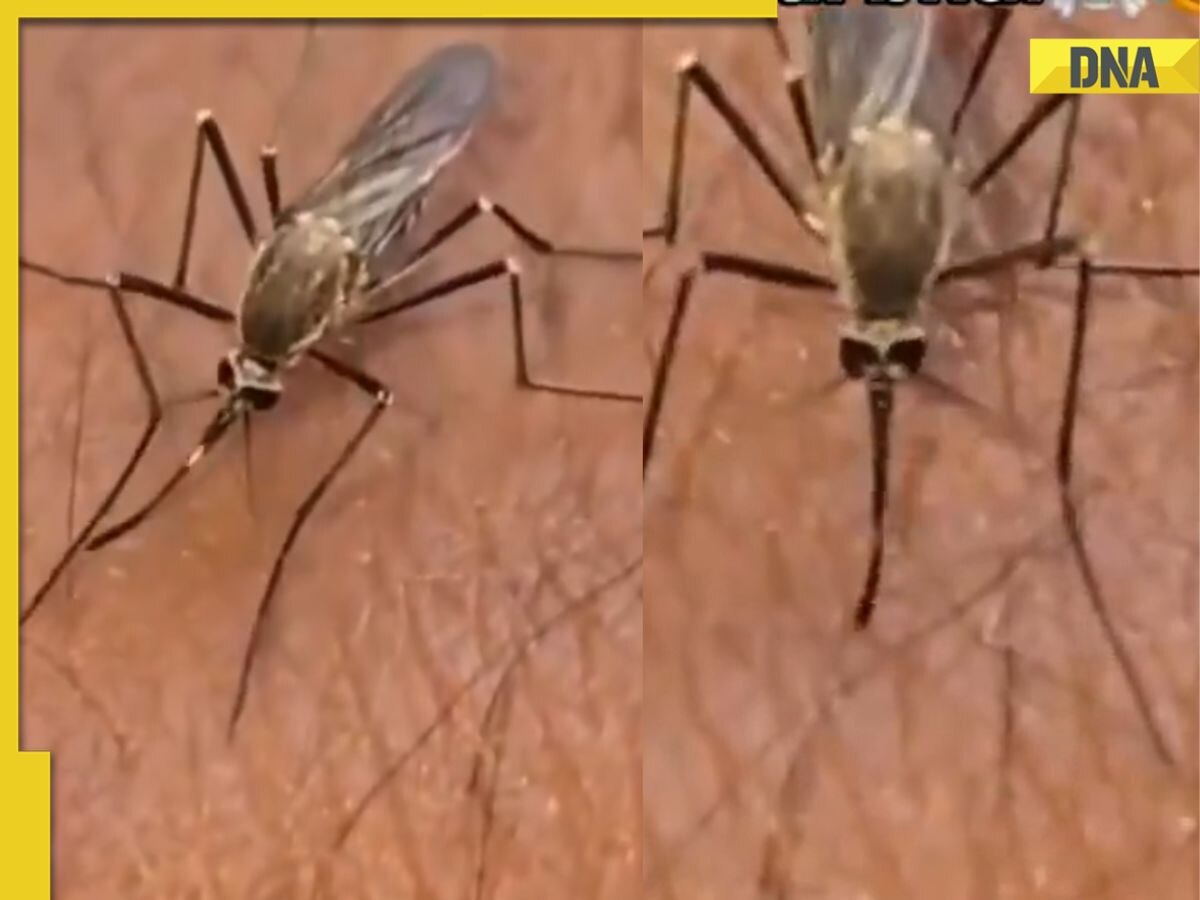 Viral Video: Mosquito fails to bite man’s wrist after several attempts, netizens joke, ‘shame on you’ 