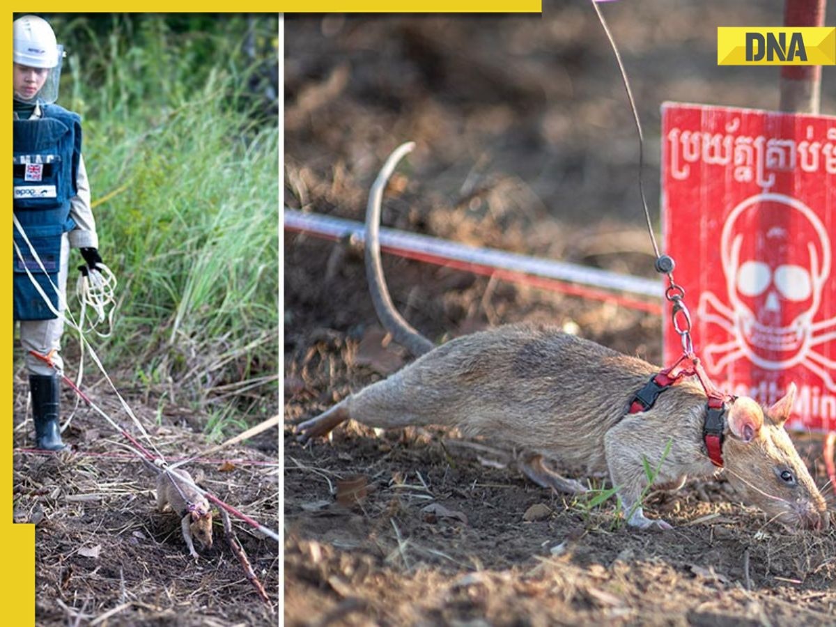 Meet rat that sniffs landmines, has set a unique world record in...
