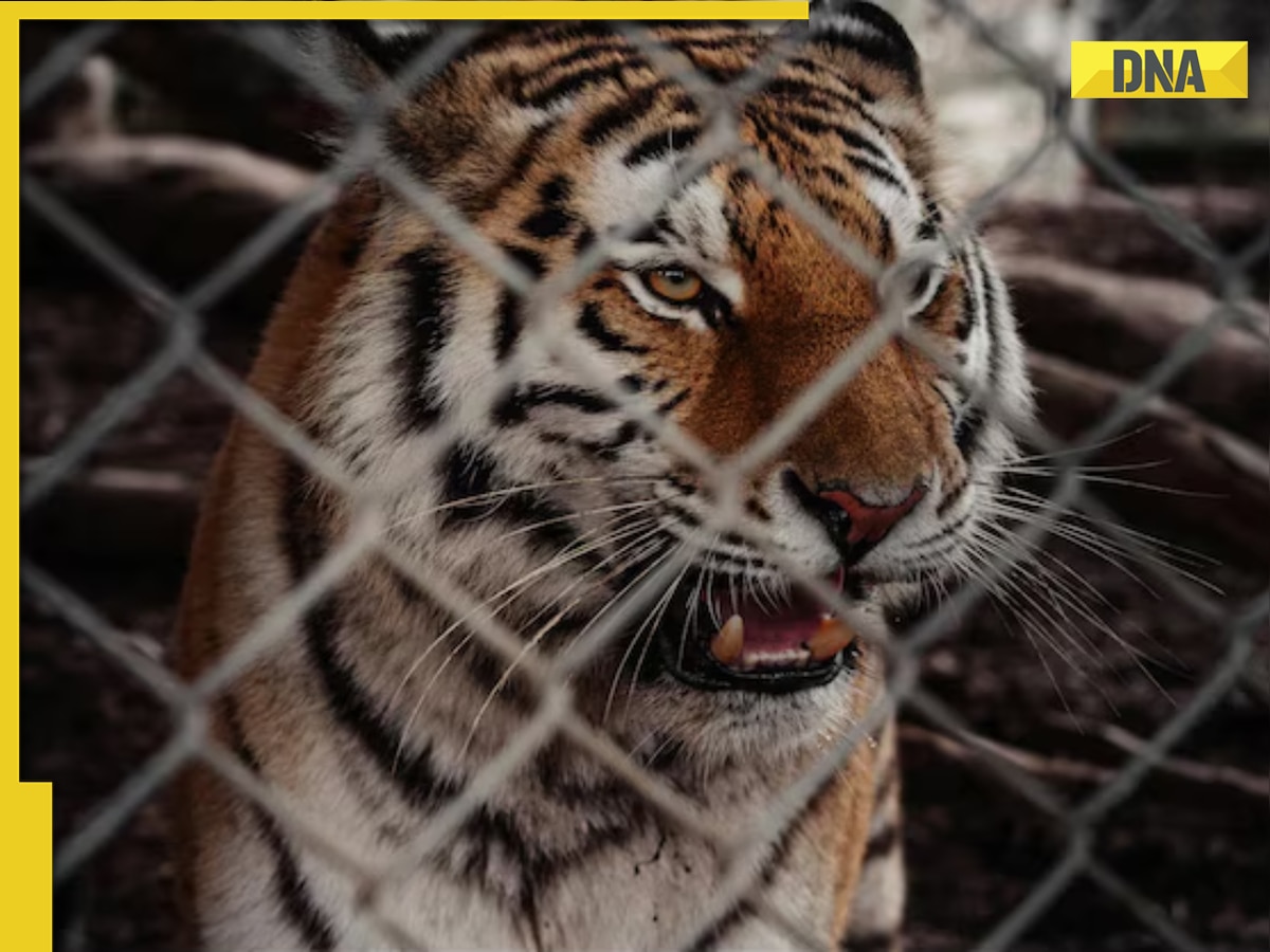 US man uses 7 tigers as 'emotional support' animals at home, says he doesn't need permits; arrested
