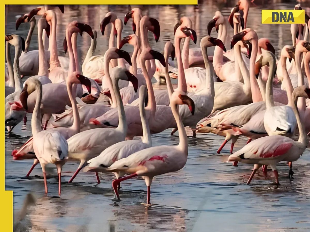 Viral video: Navi Mumbai turns pink as thousands of flamingos flock to wetlands