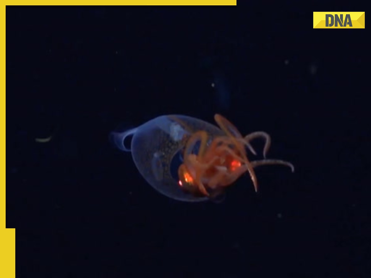 VIDEO: Colossal Squid, transparent sea animal, seen alive for first time in 100 years