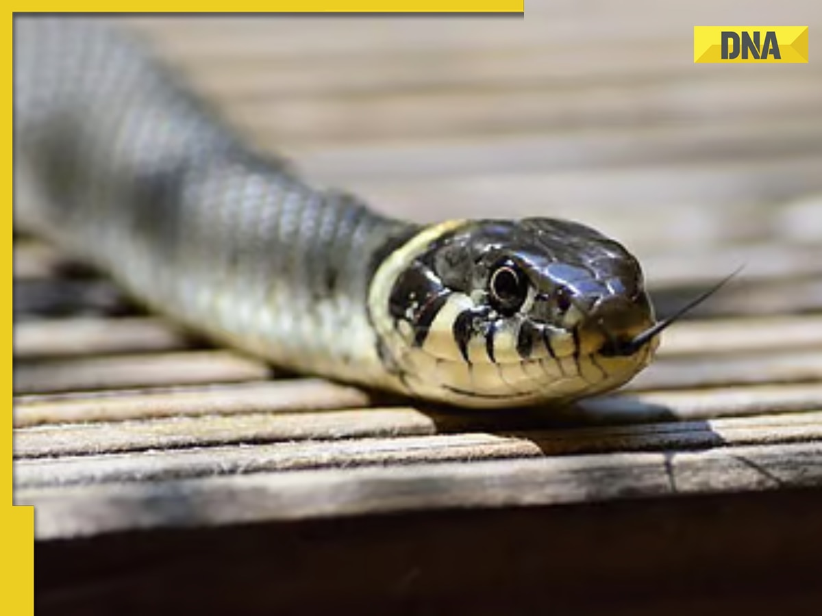 Meerut woman, lover kill her husband, get snake to bite body to cover up murder; arrested