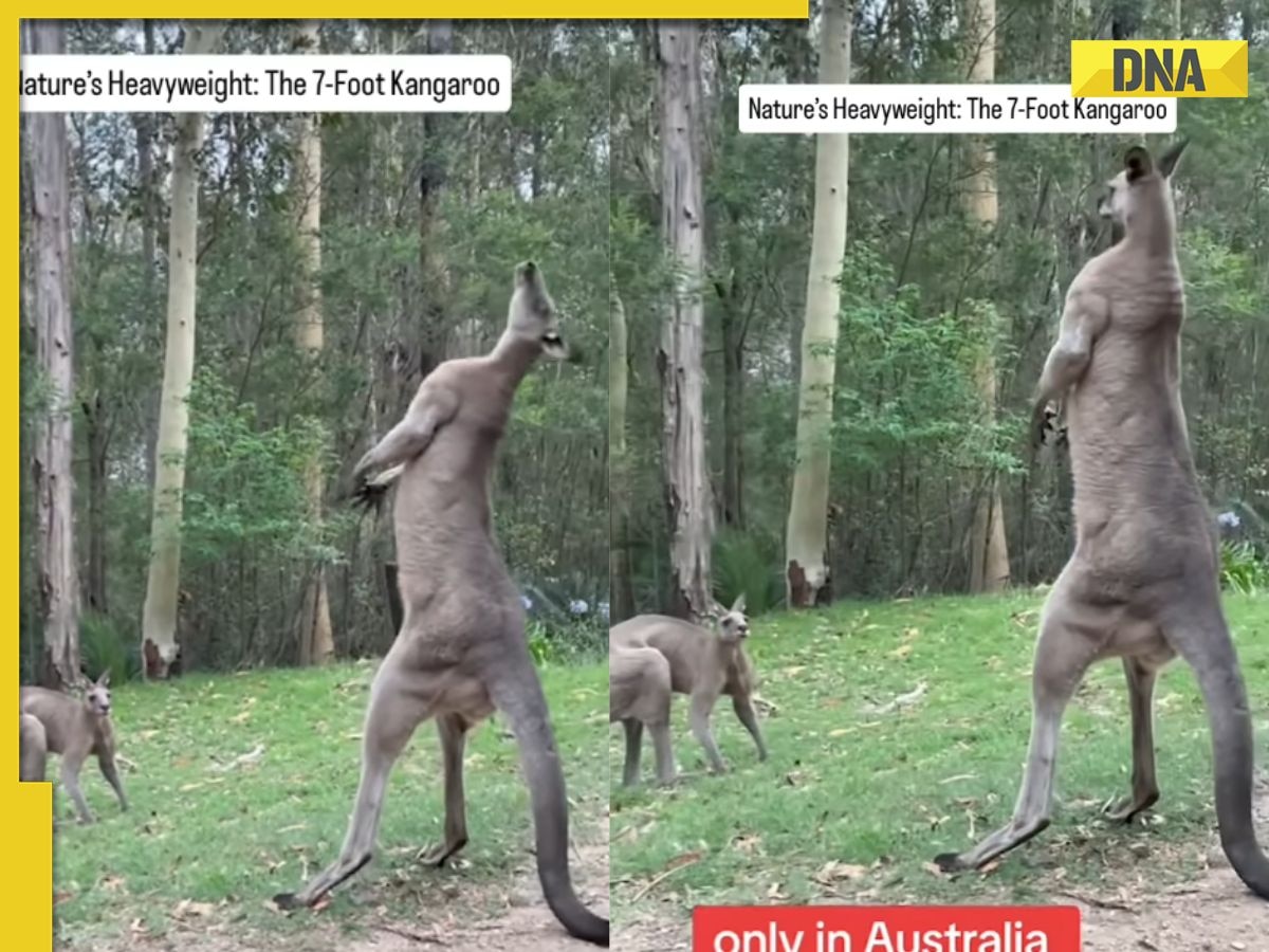Viral video: Giant 7-foot Kangaroo standing in backyard terrifies internet: ‘Horror movie material’