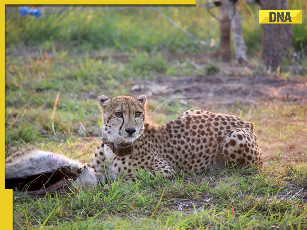After reviving dire wolves, scientists now aim to bring back the extinct Indian cheetah, here's how