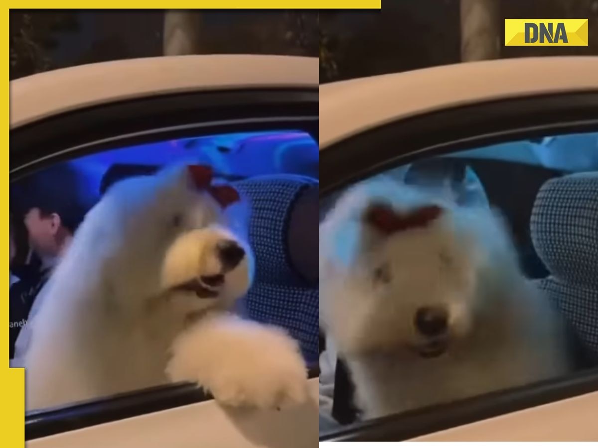 Viral video: Dog’s adorable moves to EDM song wins hearts: 'The owner must be Indian'