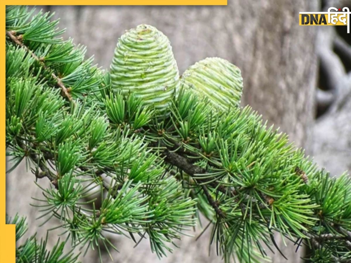 Cedar health benefits: आयुर्वेदिक गुणों की खदान है देवदार, कई बीमारियों को रखता है दूर, जानिए फायदे