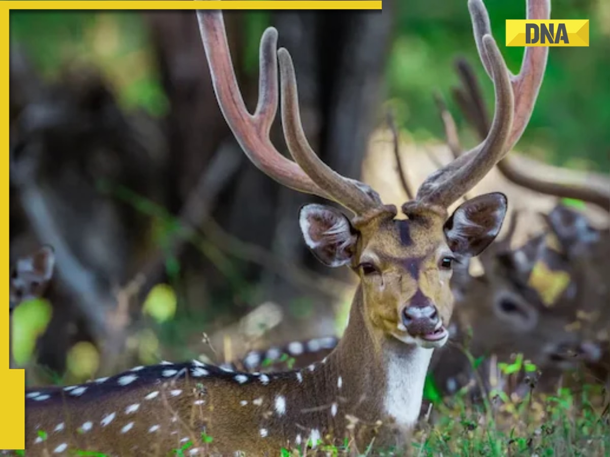 Good news for Noida residents! City set to open its first Deer Park and sunset safari in THIS sector