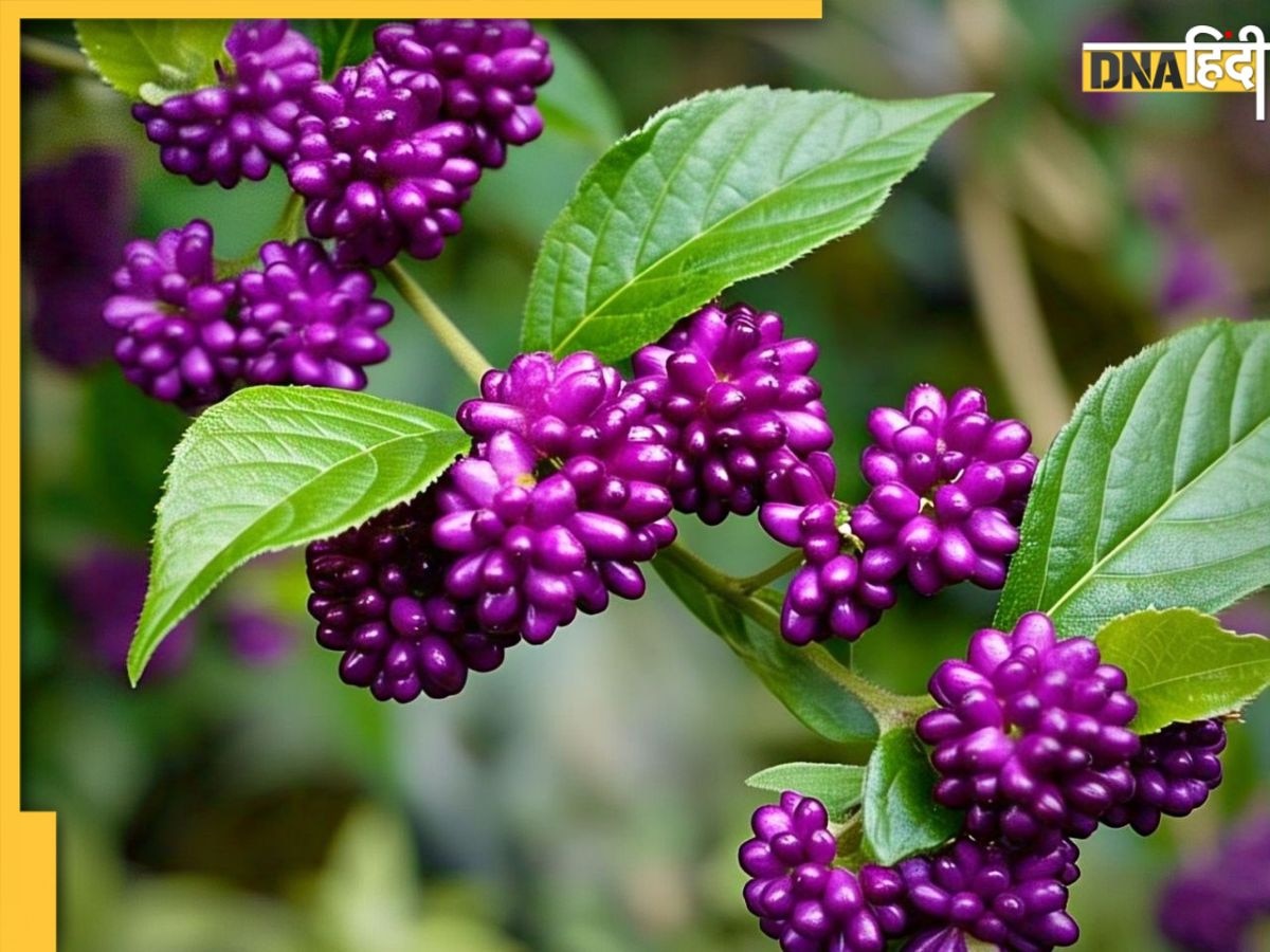 पेट से लेकर स्किन तक इस आयुर्वेदिक पौधे में छुपा है हर समस्या का समाधान, मिलेंगे ये जबरदस्त फायदे