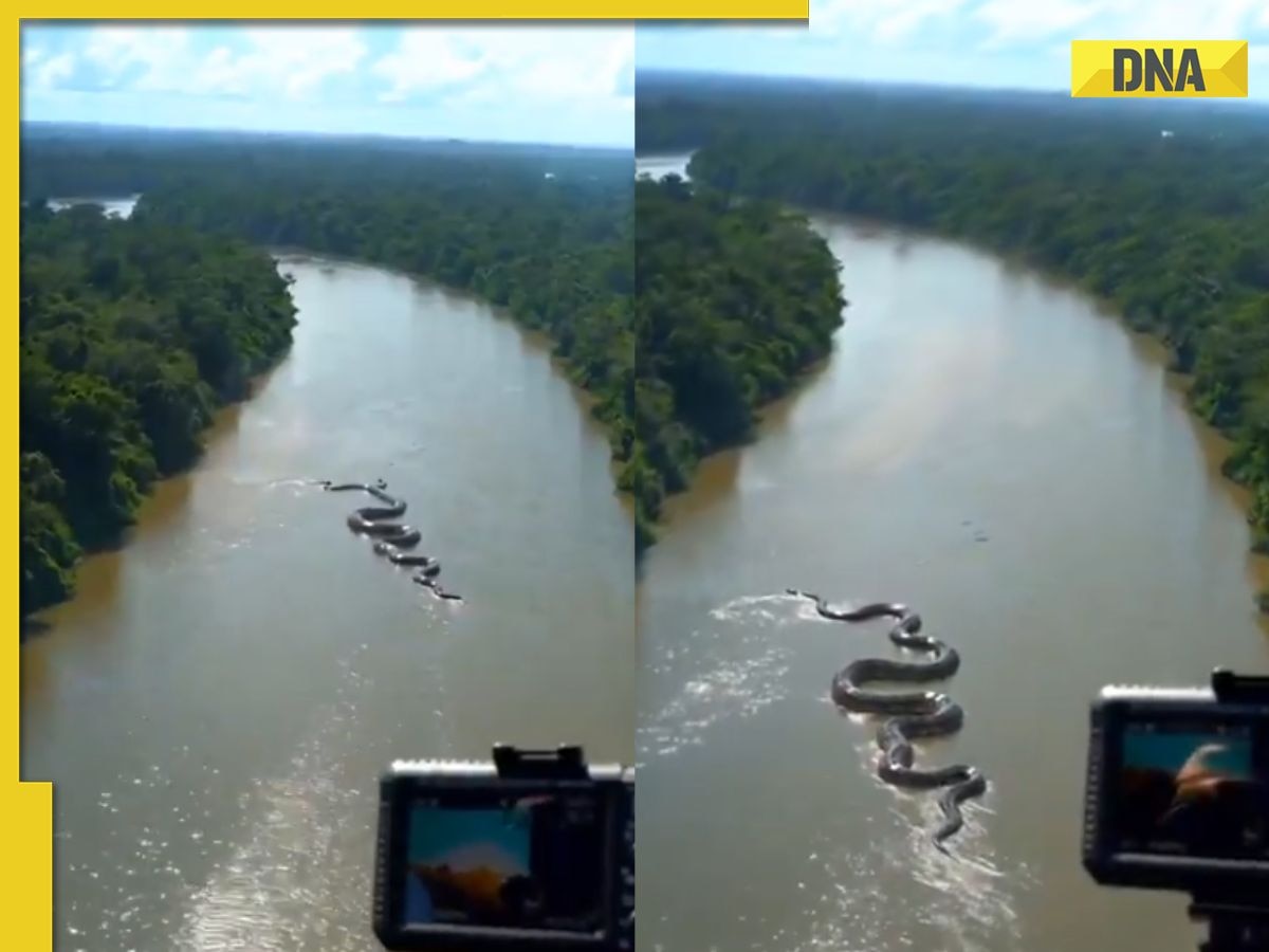 Viral video: Is it real? Giant Anaconda crawling in the Amazon leaves internet divided
