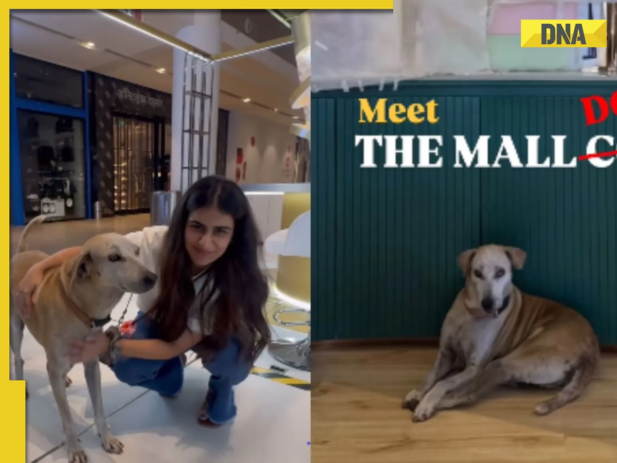 Meet Mr. Jio, dog who 'practically lives' in Mukesh Ambani's Jio World Drive mall; Watch video here