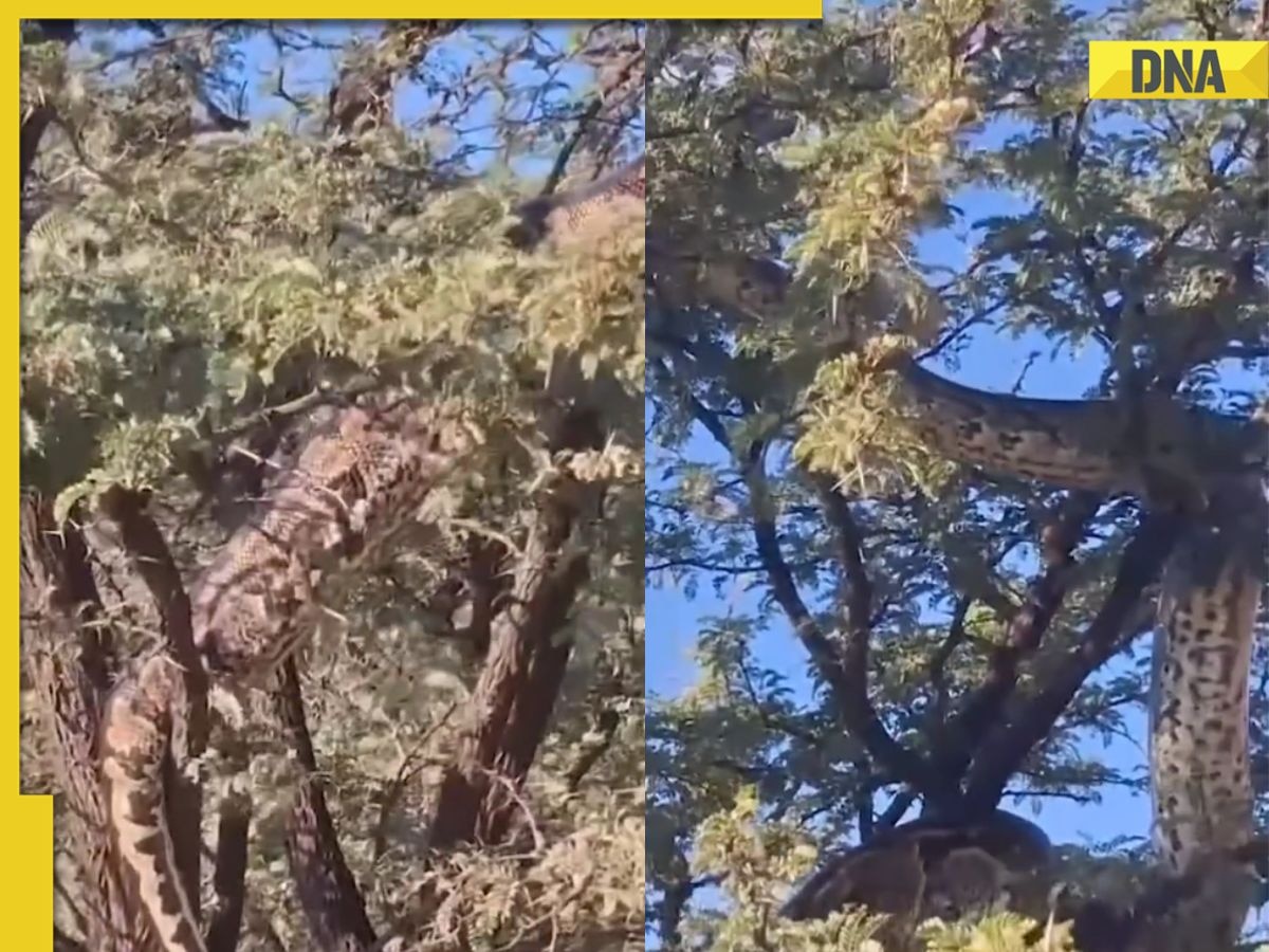 Viral Video: Giant snake climbs tree in South Africa’s wild, shocks netizens, its length is around... 