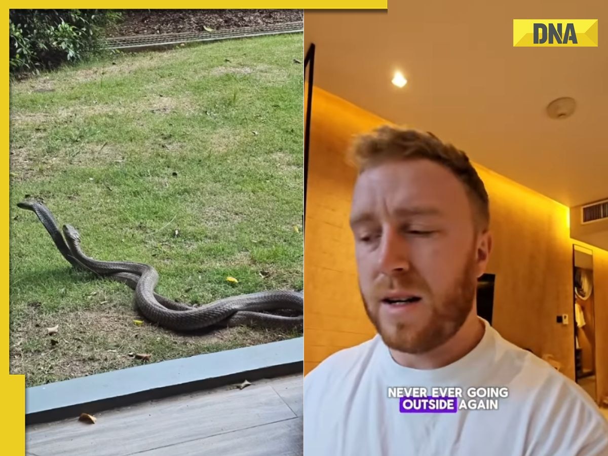 Viral video: Tourist in Thailand spots king cobras outside hotel room, netizens say 'check your toilet...'