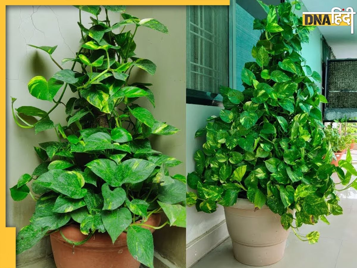Vastu Tips For Money Plant: घर में मनी प्लांट सूखना होता है अशुभ, जानें कैसे मिलते हैं संकेत