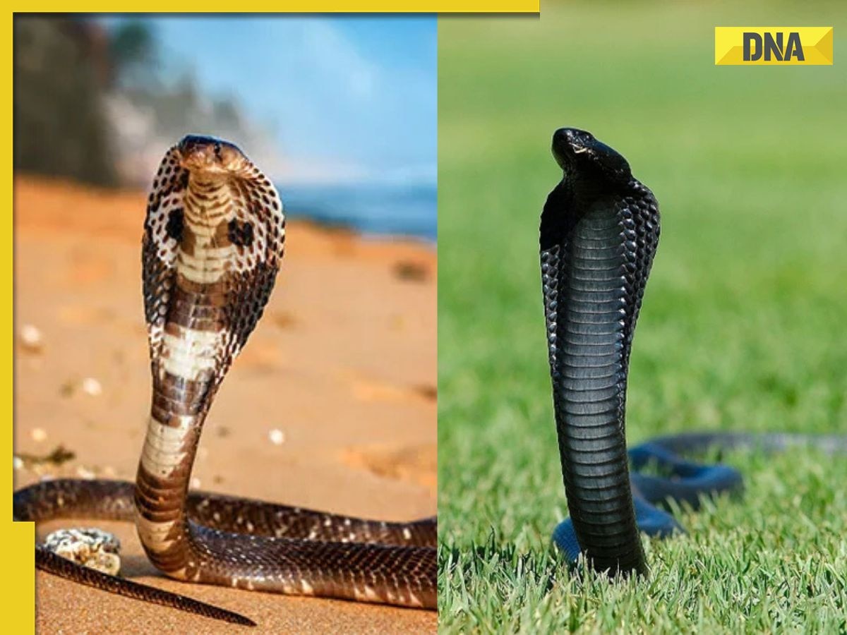 Why do cobras coil their bodies before attacking? Understand science behind their deadly striking position