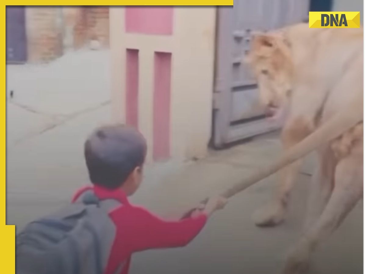 Shocking! Viral video shows little boy pulling lion's tail, netizens say 'This is not for beginners'