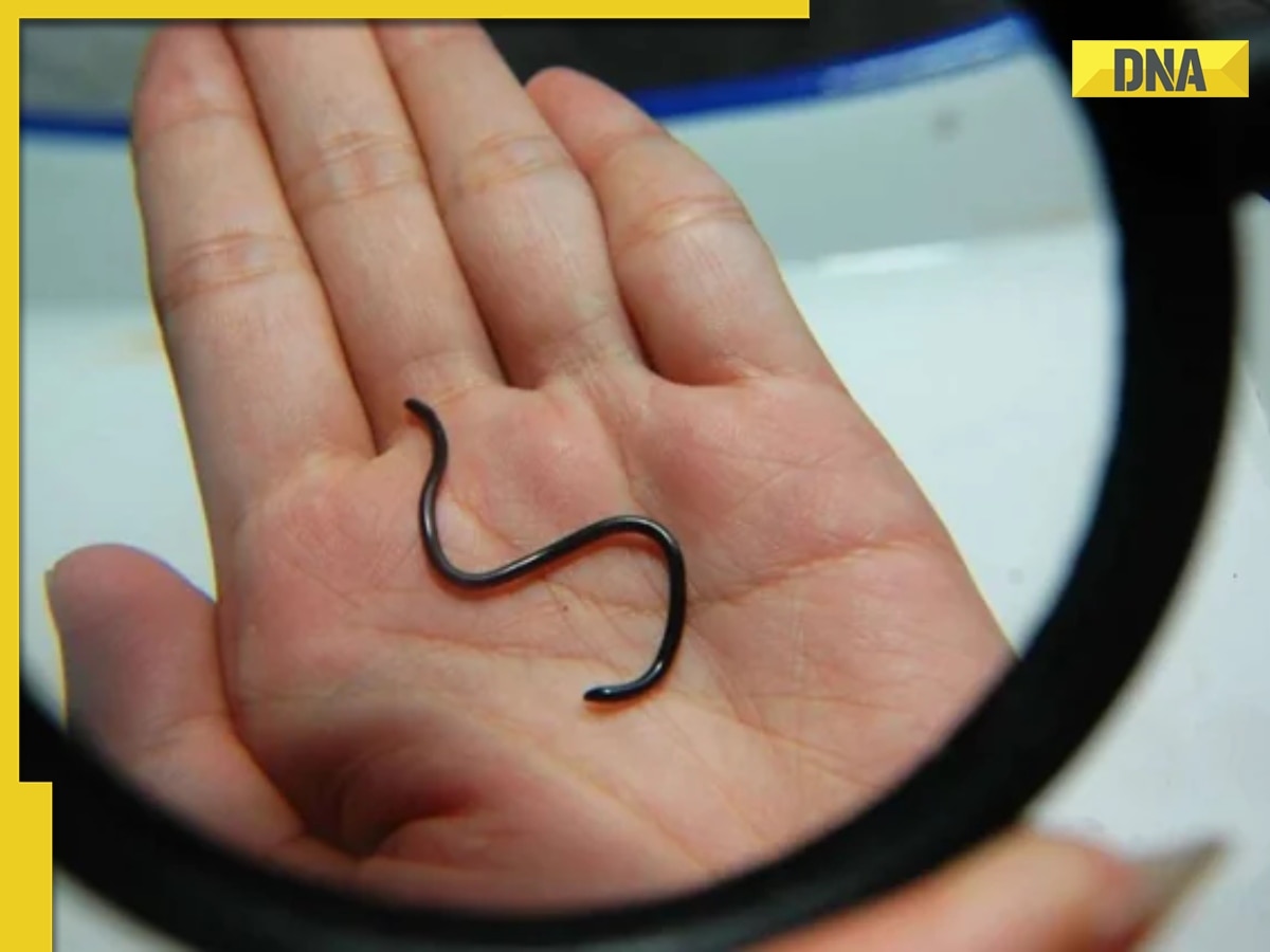 This is world's smallest snake which looks like a worm, found in...; its length is...
