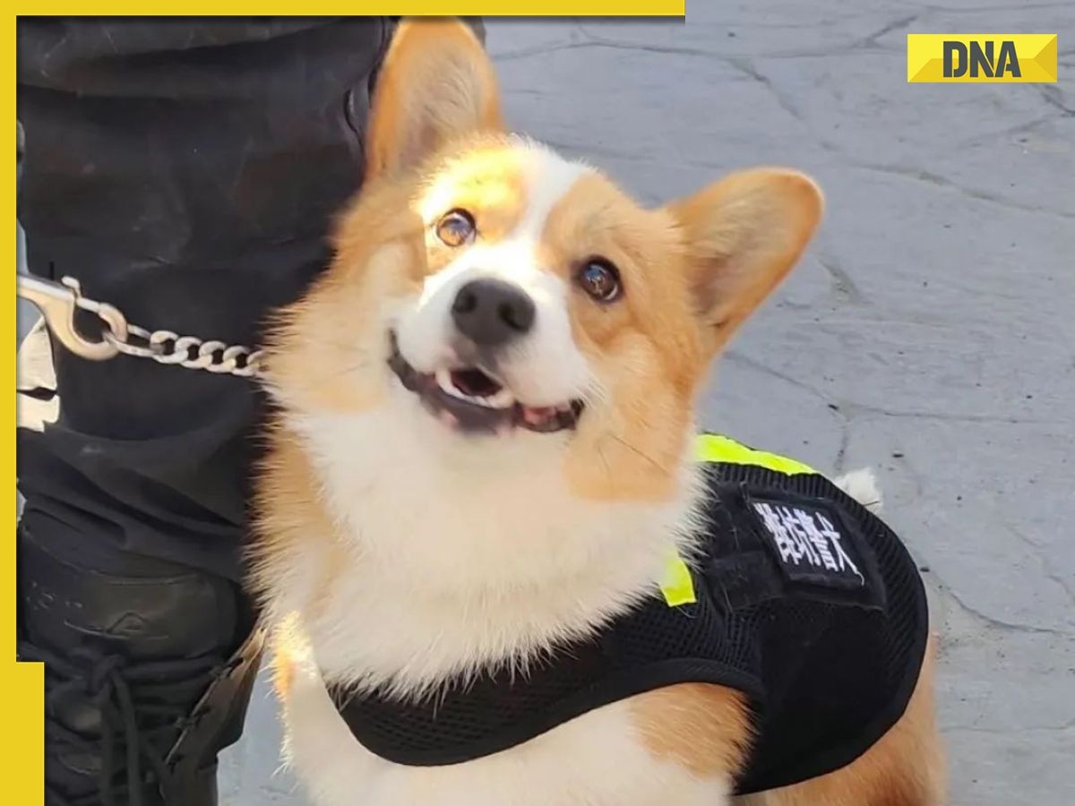This dog is China’s most adorable police official who sniffs crime, detects bombs, name has unique significance, most famous for his...