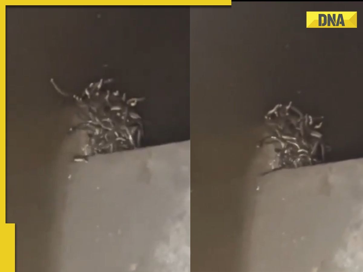 Scary! Over 70 snakes found hissing inside a toilet tank; bathroom horror goes viral