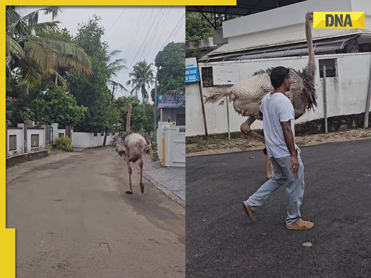 Giant ostrich causally takes stroll along bustling street - no, seriously! WATCH viral video 