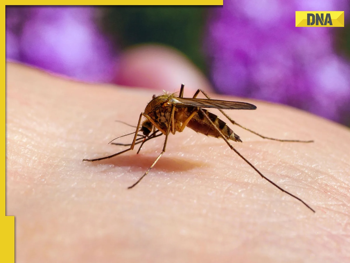 Why are mosquitoes attracted to some people more than others? Study says it's because...