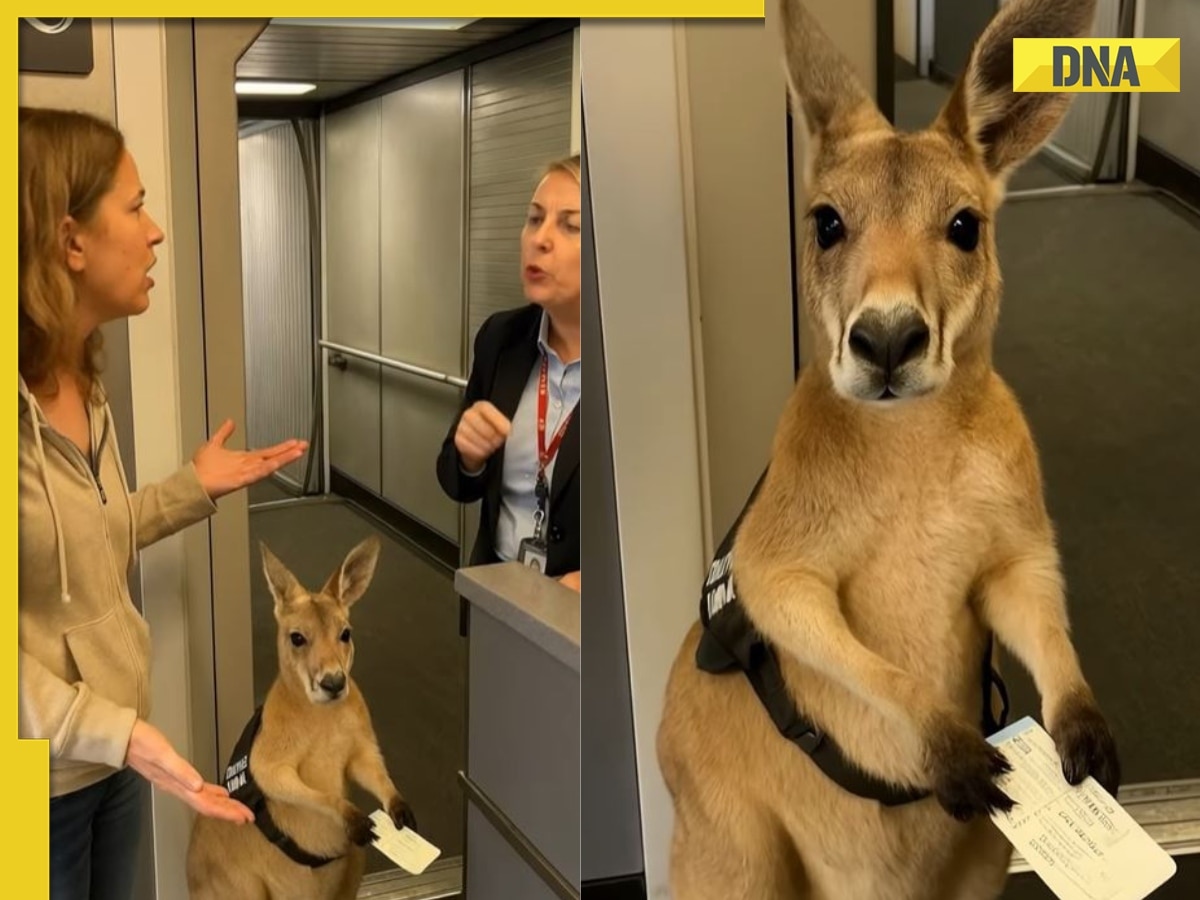Here's the truth behind viral video showing cute kangaroo holding boarding pass at airport, WATCH 