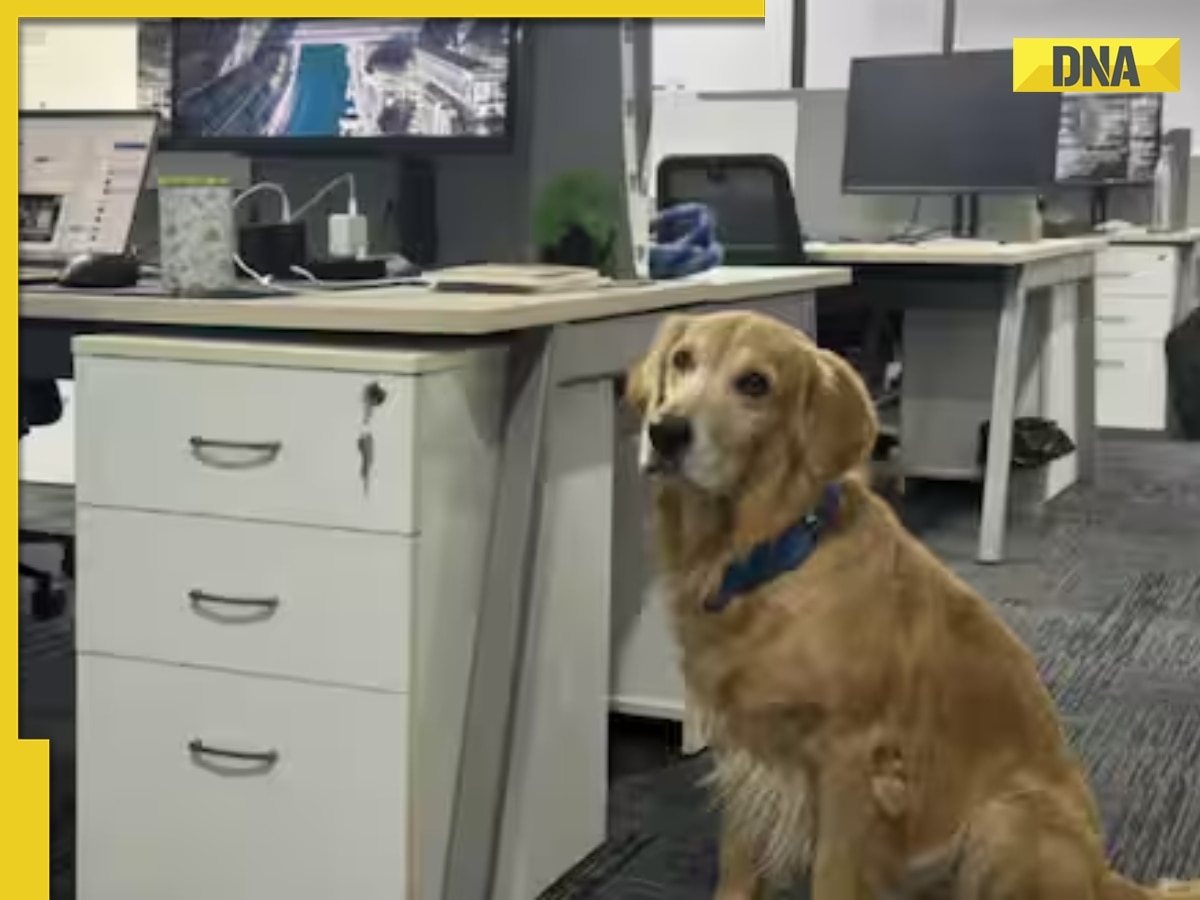 Meet fluffiest Chief Happiness Officer, who does not code, his one job is to steal hearts, leaves internet in awe