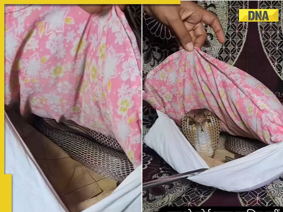 'New fear unlocked': Viral video shows king cobra hiding inside pillow, leaves internet terrified