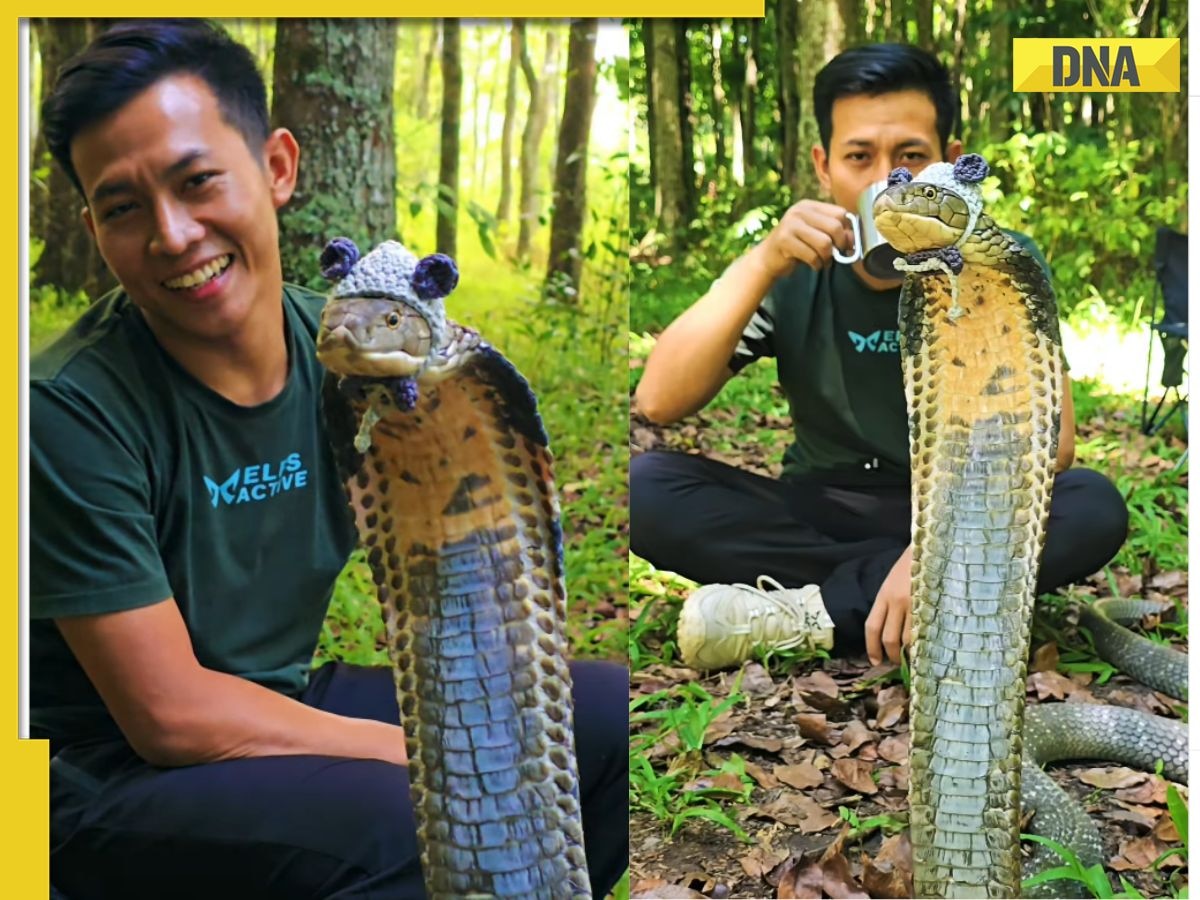 Viral video shows king cobra in bear cap, internet debates if it's funny or dangerous