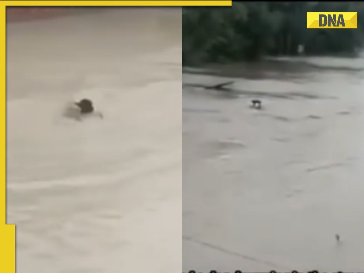 Viral video: Man risks his life to rescue dog from flooded stream, netizens say 'he saved its best friend'