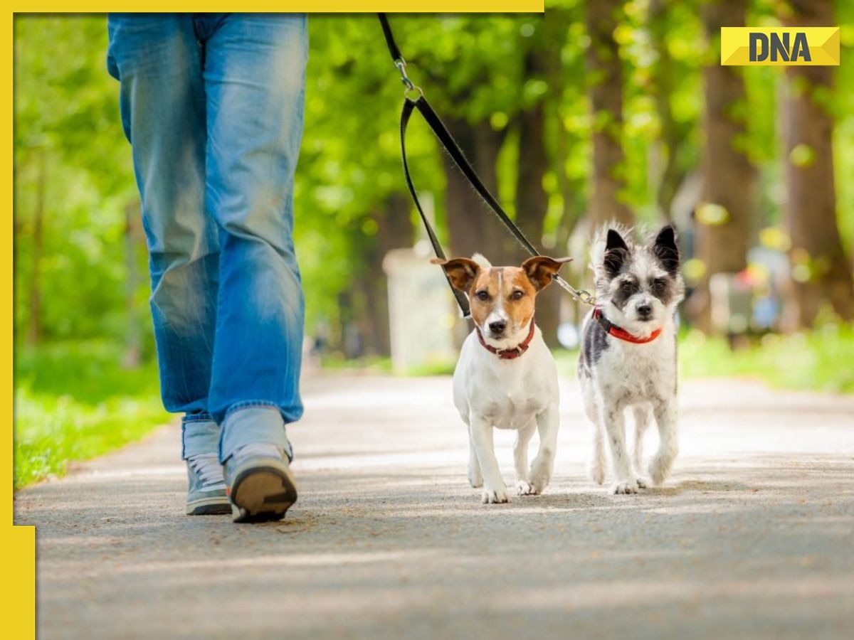 Iran extends ban on walking dogs in public, violators to be punished by...